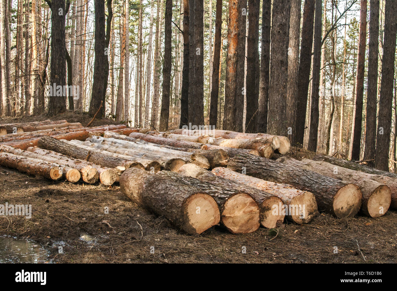 Tagliare e impilata pino logs closeup nella foresta di conifere Foto Stock