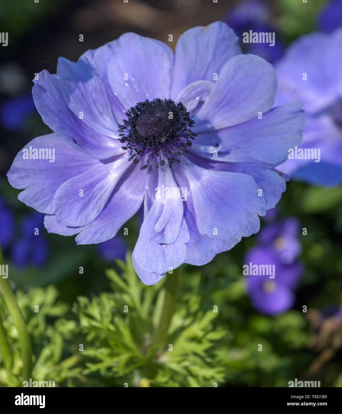 Corona (anemone coronaria Anemone) Foto Stock