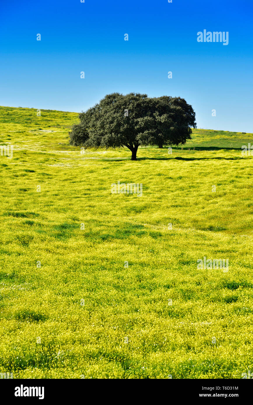 Il leccio nelle vaste pianure di Alentejo. Portogallo Foto Stock