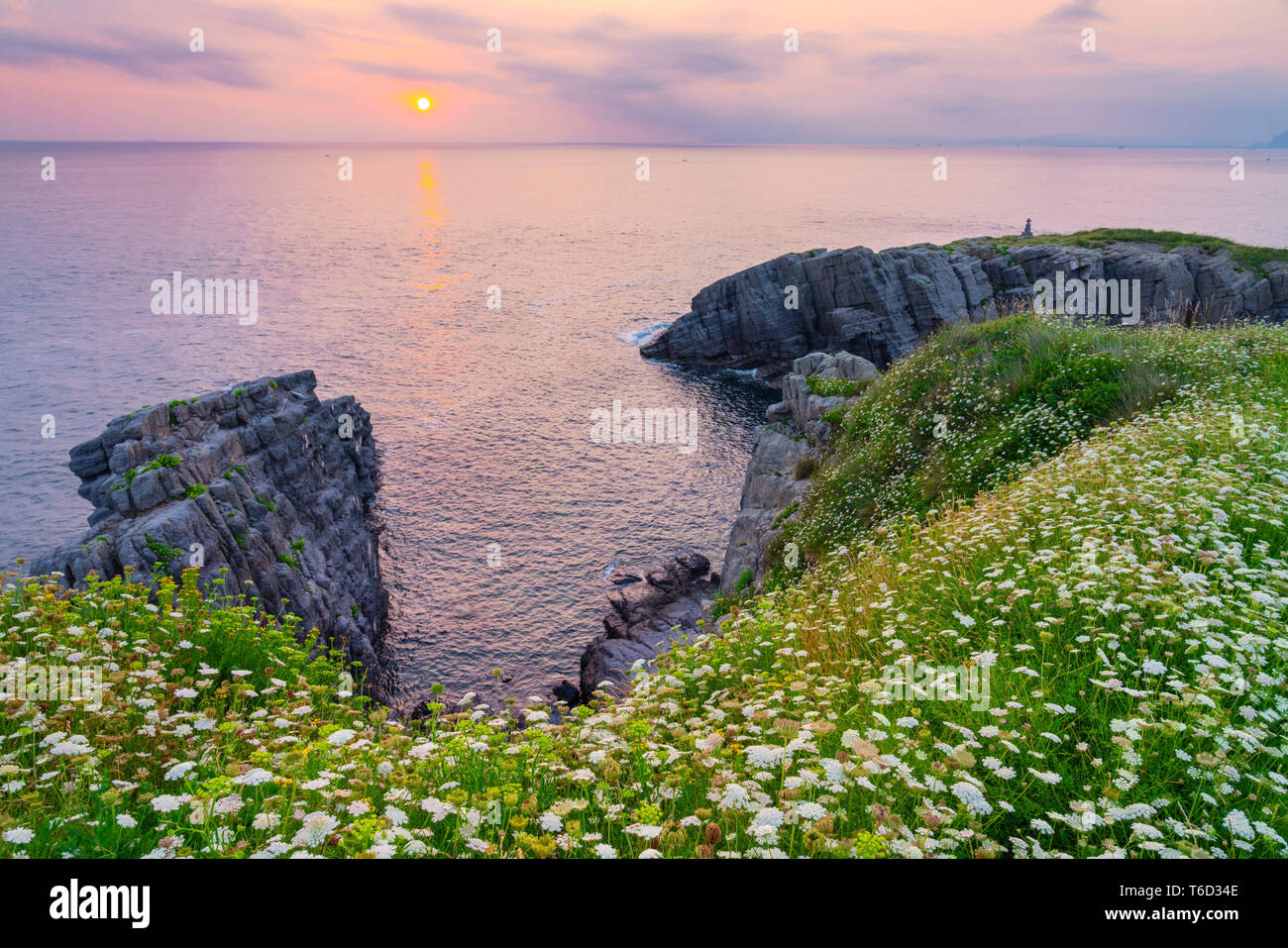 Spagna Cantabria, Castro-Urdiales, cove con fiori selvatici Foto Stock