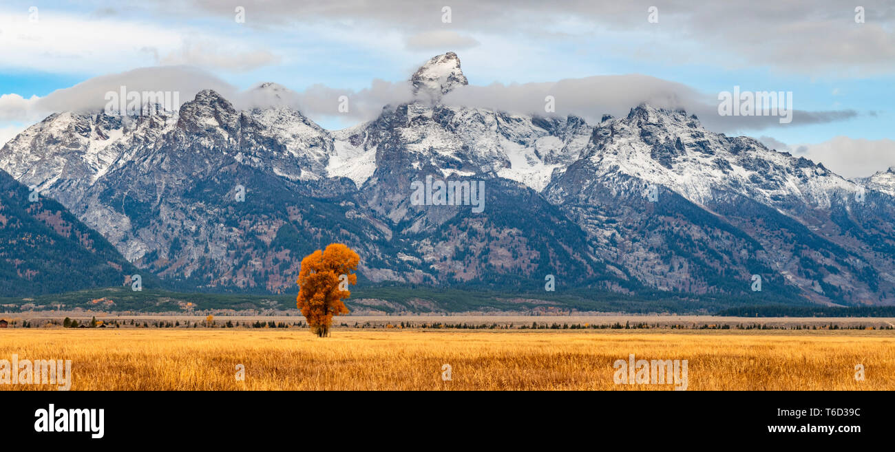 Riga mormone, Grand Teton National Park, Wyoming USA Foto Stock