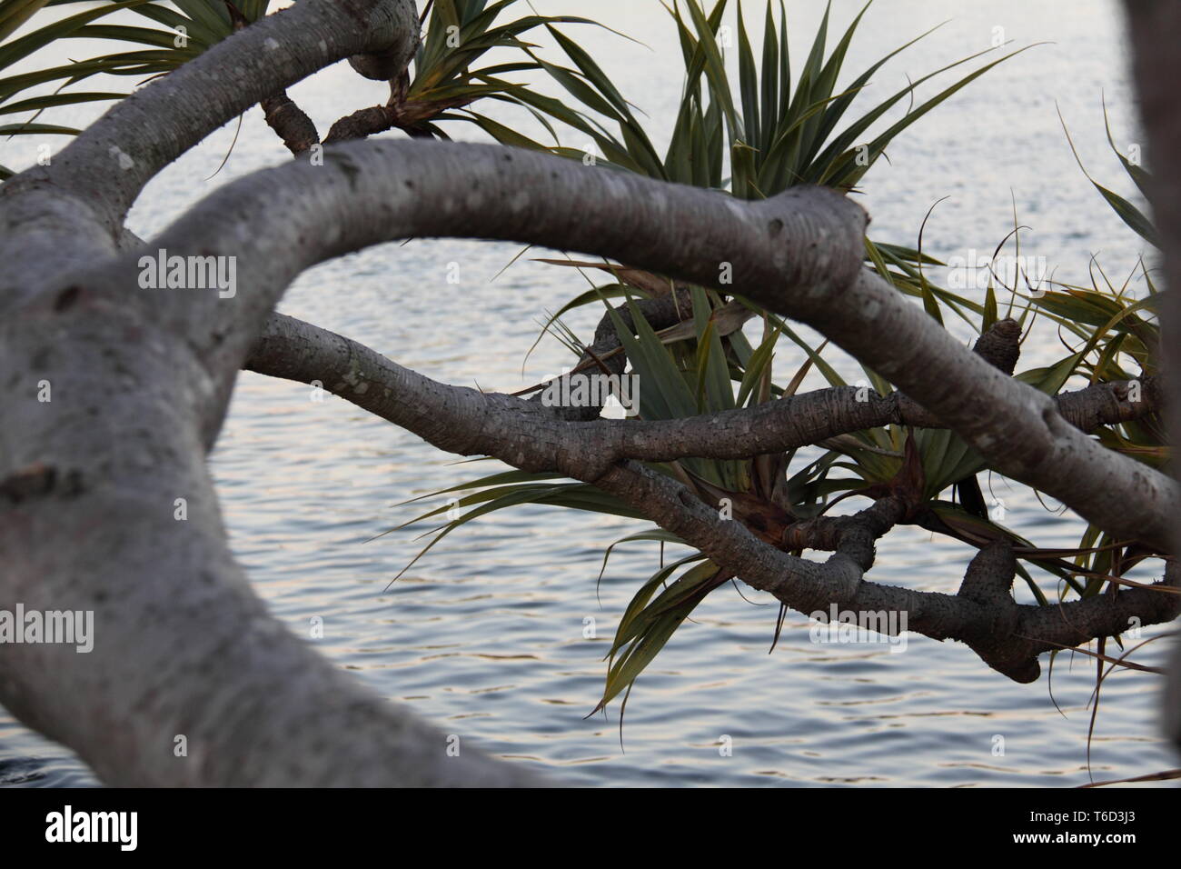 Sovrastante il ramo della Tahitian Screwpine (Pandanus Tectorius Australianus) Foto Stock