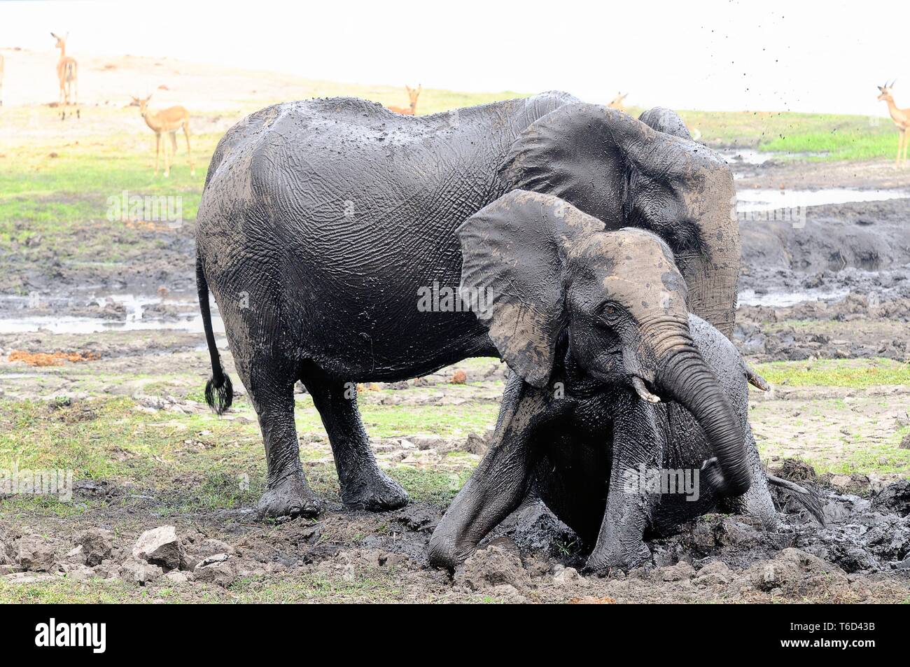 Nel bagno di fango due elefanti Foto Stock