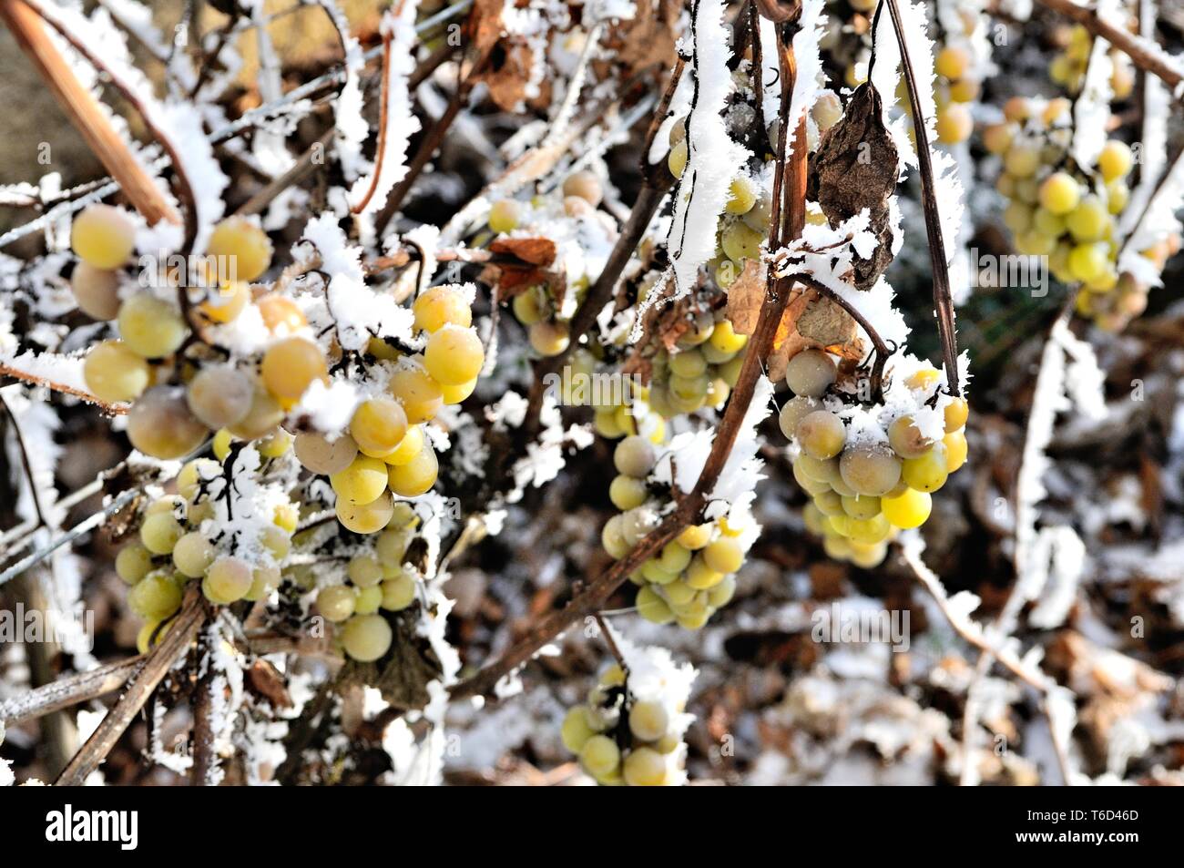 La neve e il gelo sulle uve in vigna Foto Stock