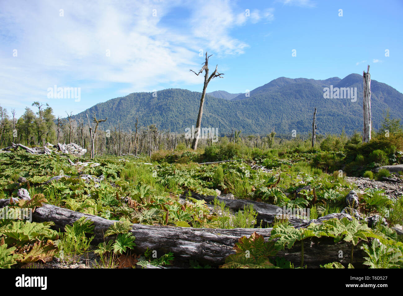 Alberi distrutti dal vulcano Chaitén eruzione, Pumalin National Park, Patagonia, Chaitén, Cile Foto Stock