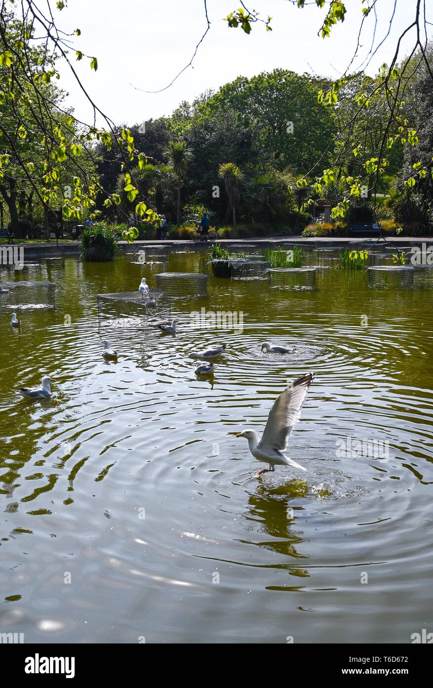 Aringa Gabbiano gabbiani godendo lo stagno in Queens Park Brighton Brighton Regno Unito Foto Stock