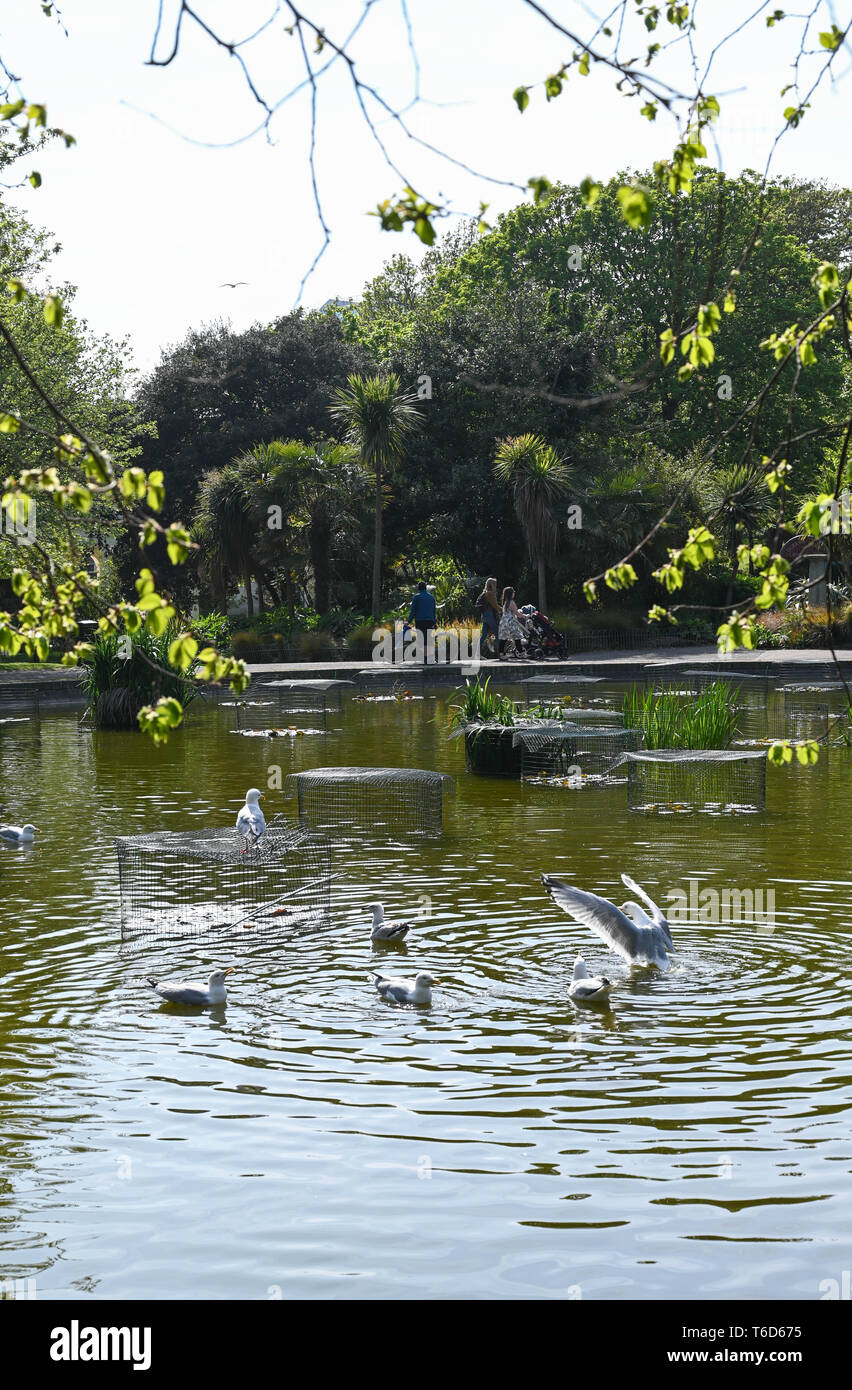 Aringa Gabbiano gabbiani godendo lo stagno in Queens Park Brighton Brighton Regno Unito Foto Stock