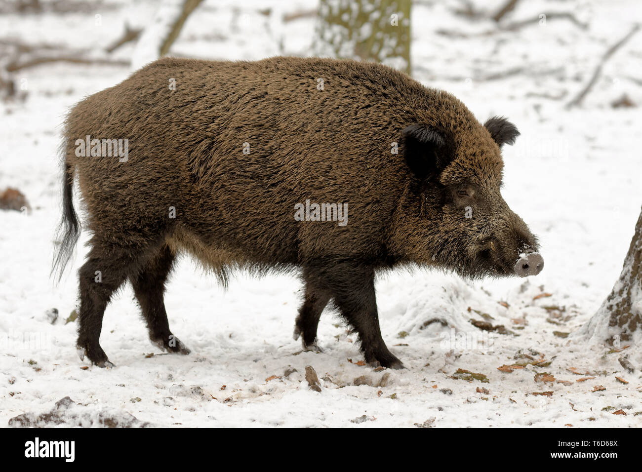 cinghiale Foto Stock