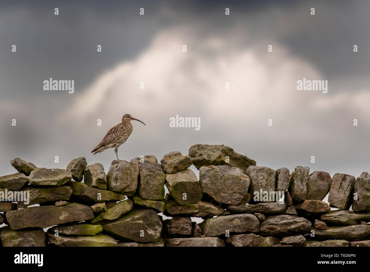 Curlew specie minacciate North York Moors Foto Stock