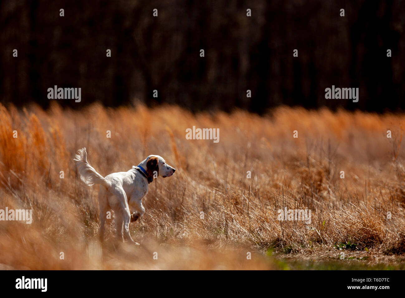 Setter inglese puntando quaglie. Foto Stock