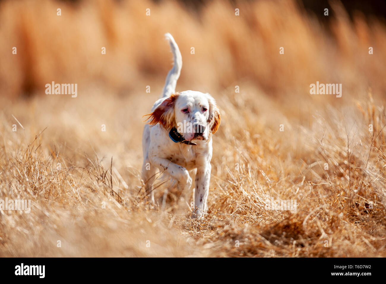 Setter inglese puntando quaglie. Foto Stock