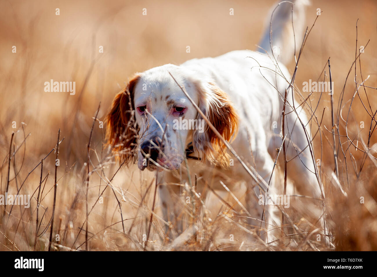 Setter inglese puntando quaglie. Foto Stock