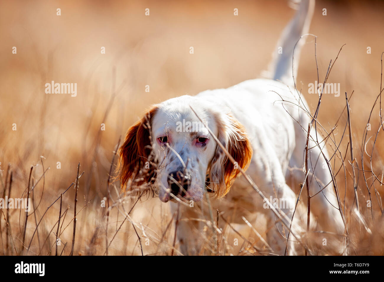 Setter inglese puntando quaglie. Foto Stock