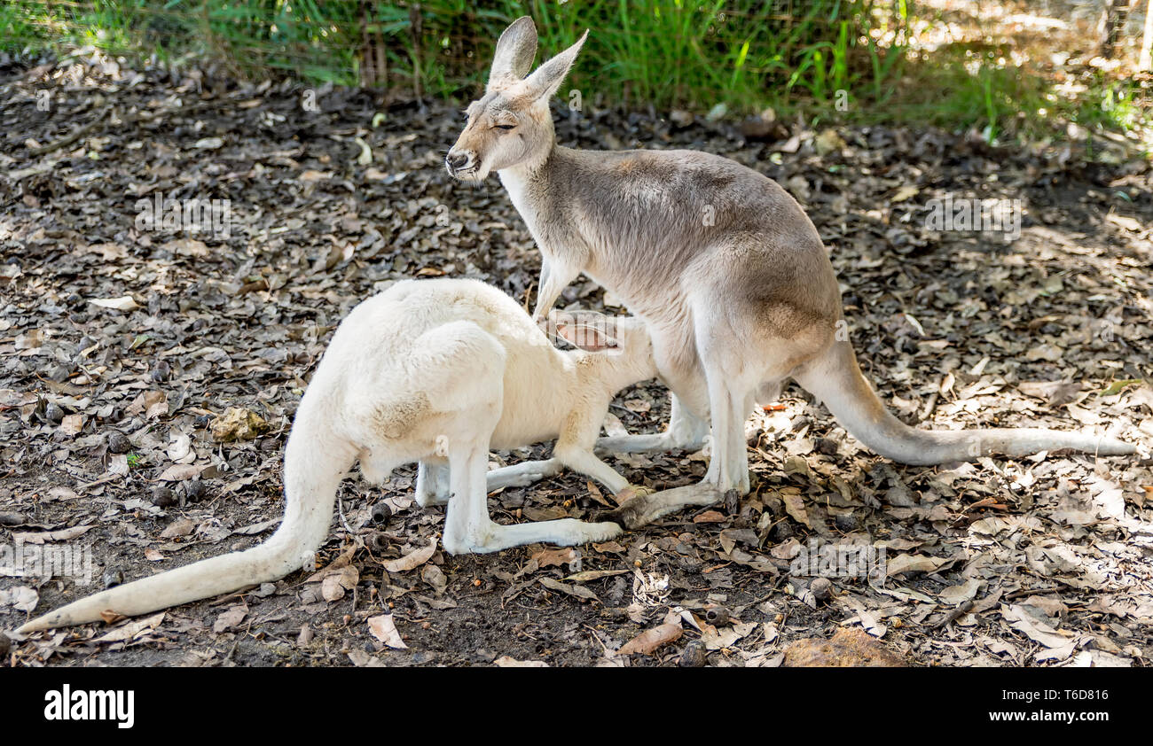 Cucciolo di canguro bevande latte con il suo muso bloccato nella sua madre della sacca, Australia occidentale Foto Stock