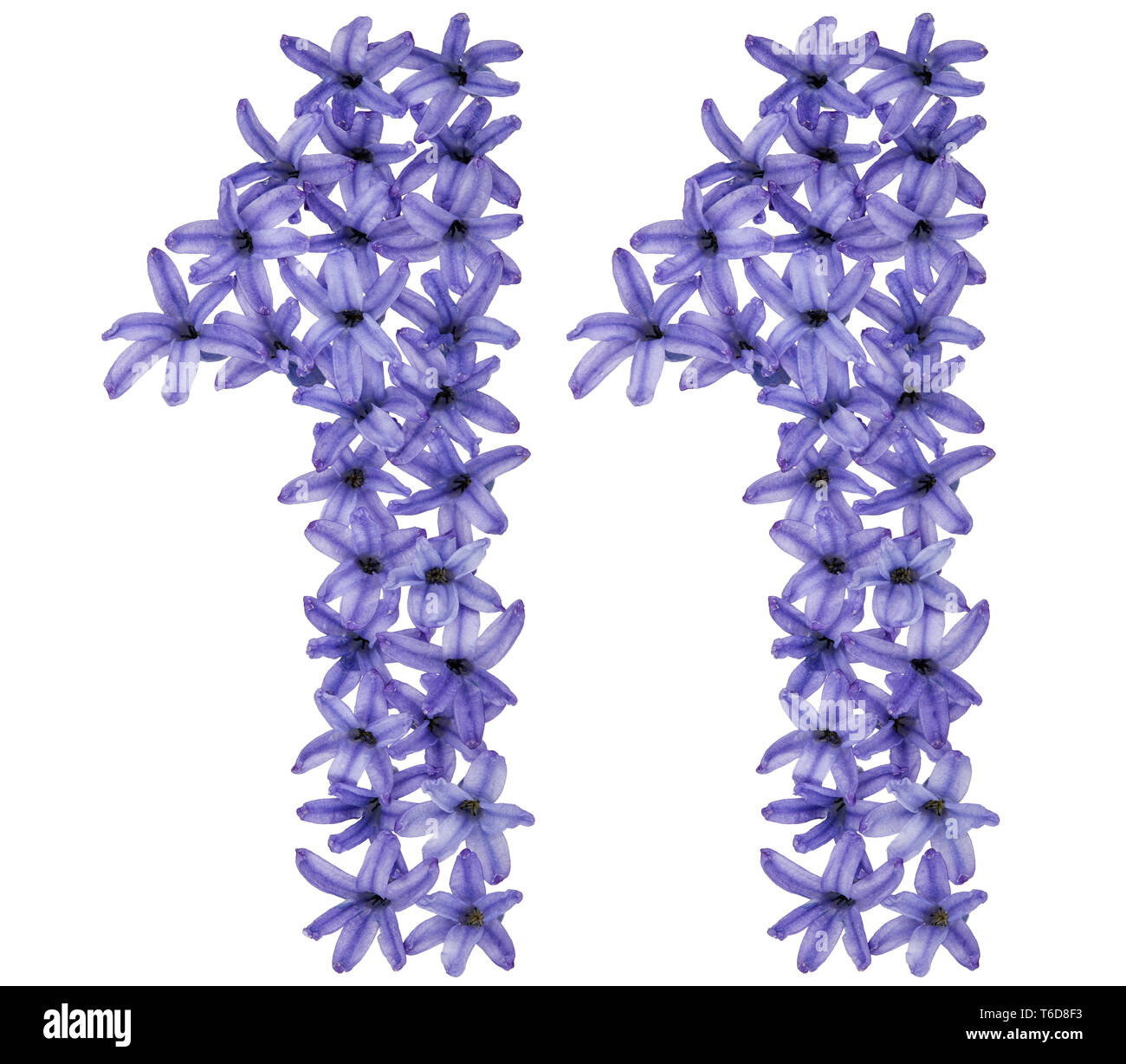 Il numero di riferimento 11, undici, da fiori naturali di giacinto, isolati su sfondo bianco Foto Stock