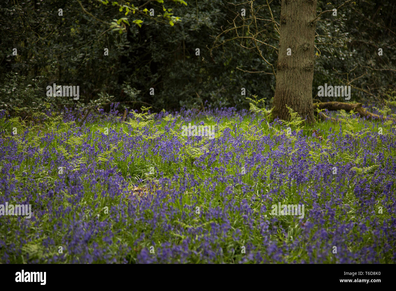 Bluebells nei boschi nel Regno Unito su una soleggiata giornata aprile, tempo stagionale e fiori nel Regno Unito, un tappeto di bluebells in un bosco inglese. Foto Stock