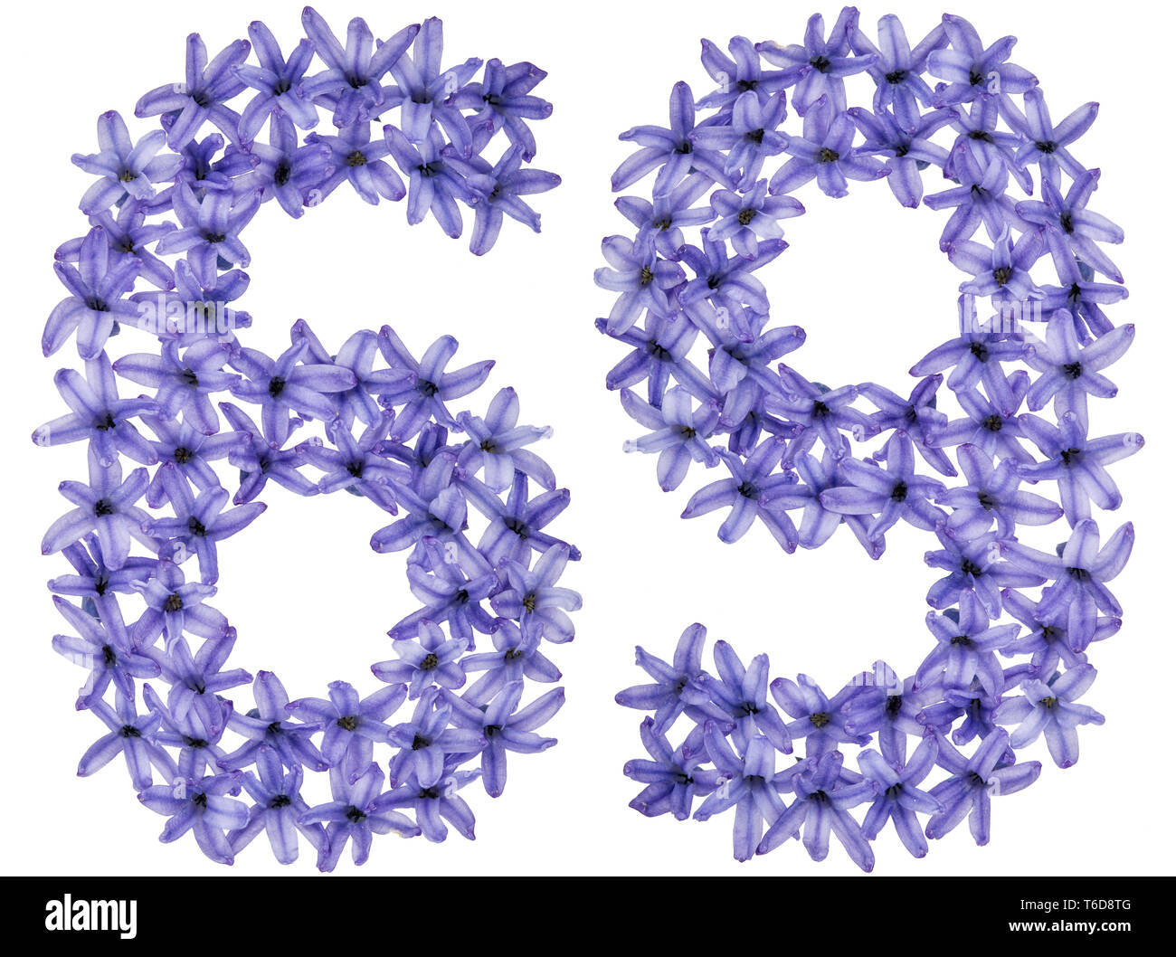 Il numero di riferimento 69, sessanta nove, da fiori naturali di giacinto, isolati su sfondo bianco Foto Stock