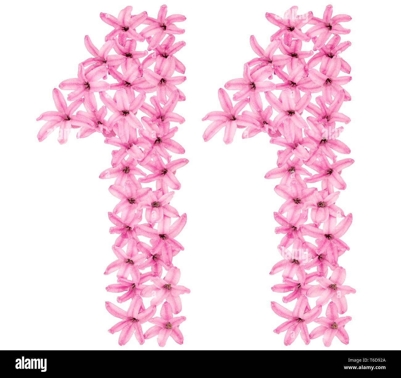 Il numero di riferimento 11, undici, da fiori naturali di giacinto, isolati su sfondo bianco Foto Stock
