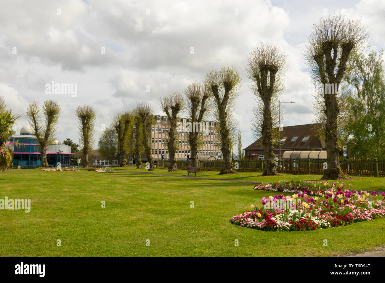 Alberi Pollarded memorial gardens Ashford Kent REGNO UNITO Foto Stock