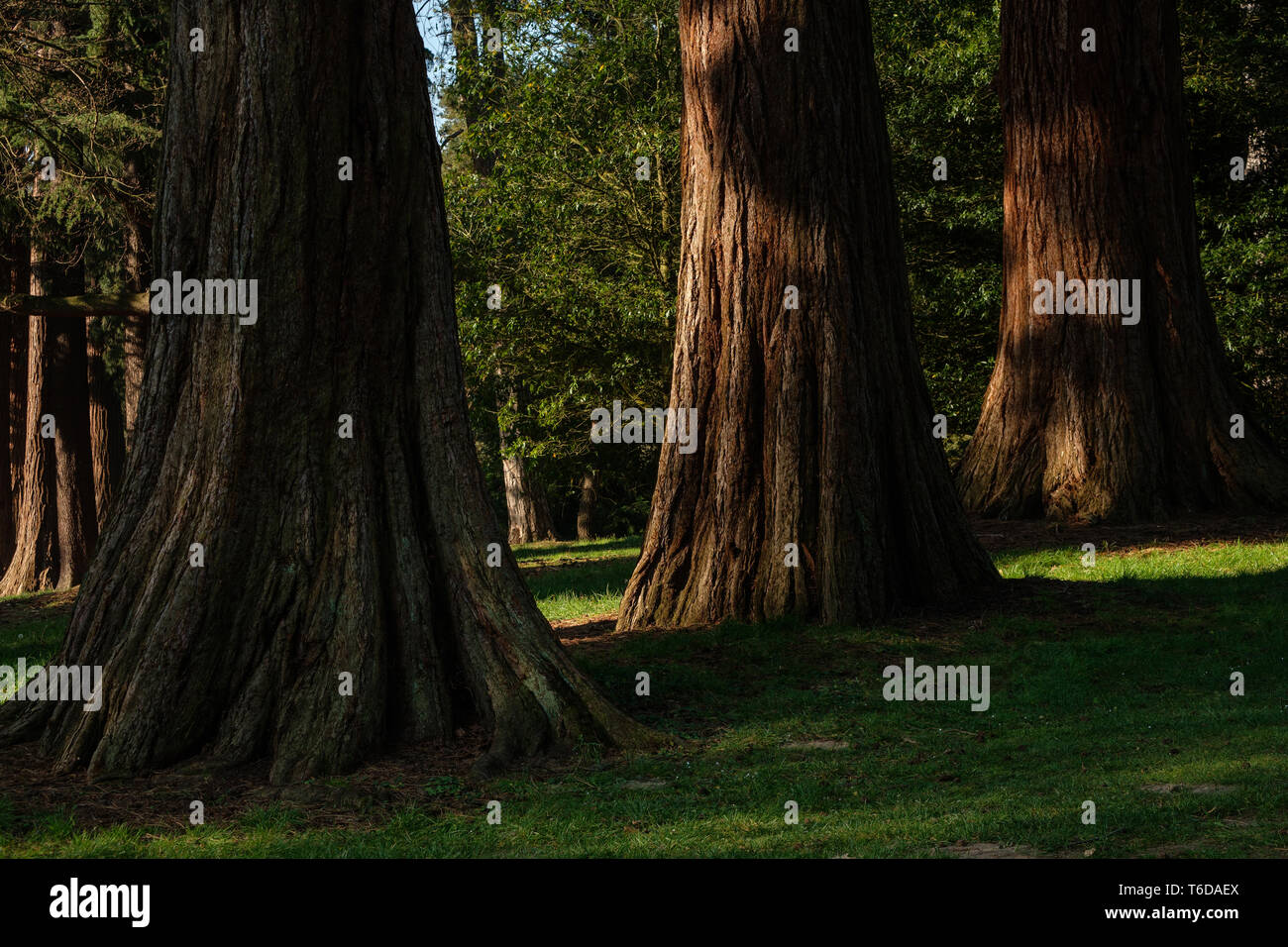 Giant Redwoods Valle Gardens Virginia Water Park Virginia Water Surrey in Inghilterra REGNO UNITO Foto Stock
