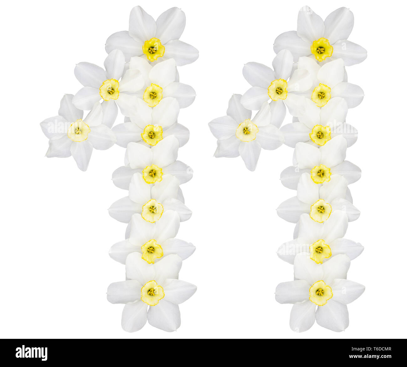 Il numero di riferimento 11, undici, dal bianco naturale fiori di Daffodil (Narcissus), isolati su sfondo bianco Foto Stock