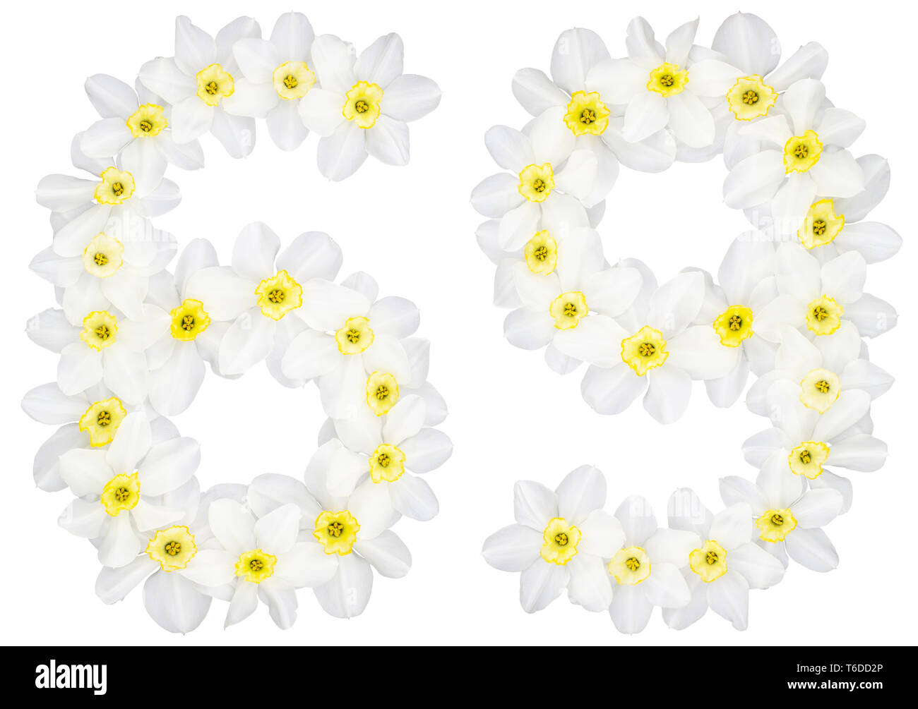Il numero di riferimento 69, sessanta nove, dal bianco naturale fiori di Daffodil (Narcissus), isolati su sfondo bianco Foto Stock