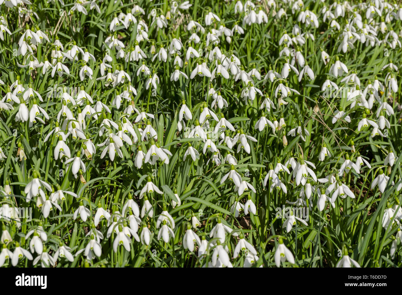 Snowdrop (Galanthus) Foto Stock