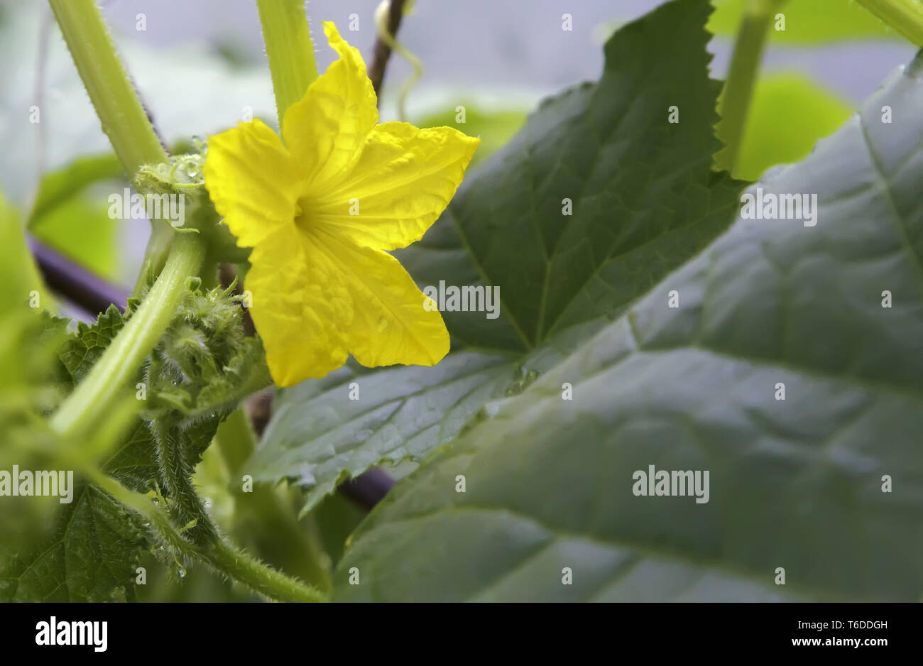 Crescendo su un letto di cetriolo con un fiore giallo. Foto Stock
