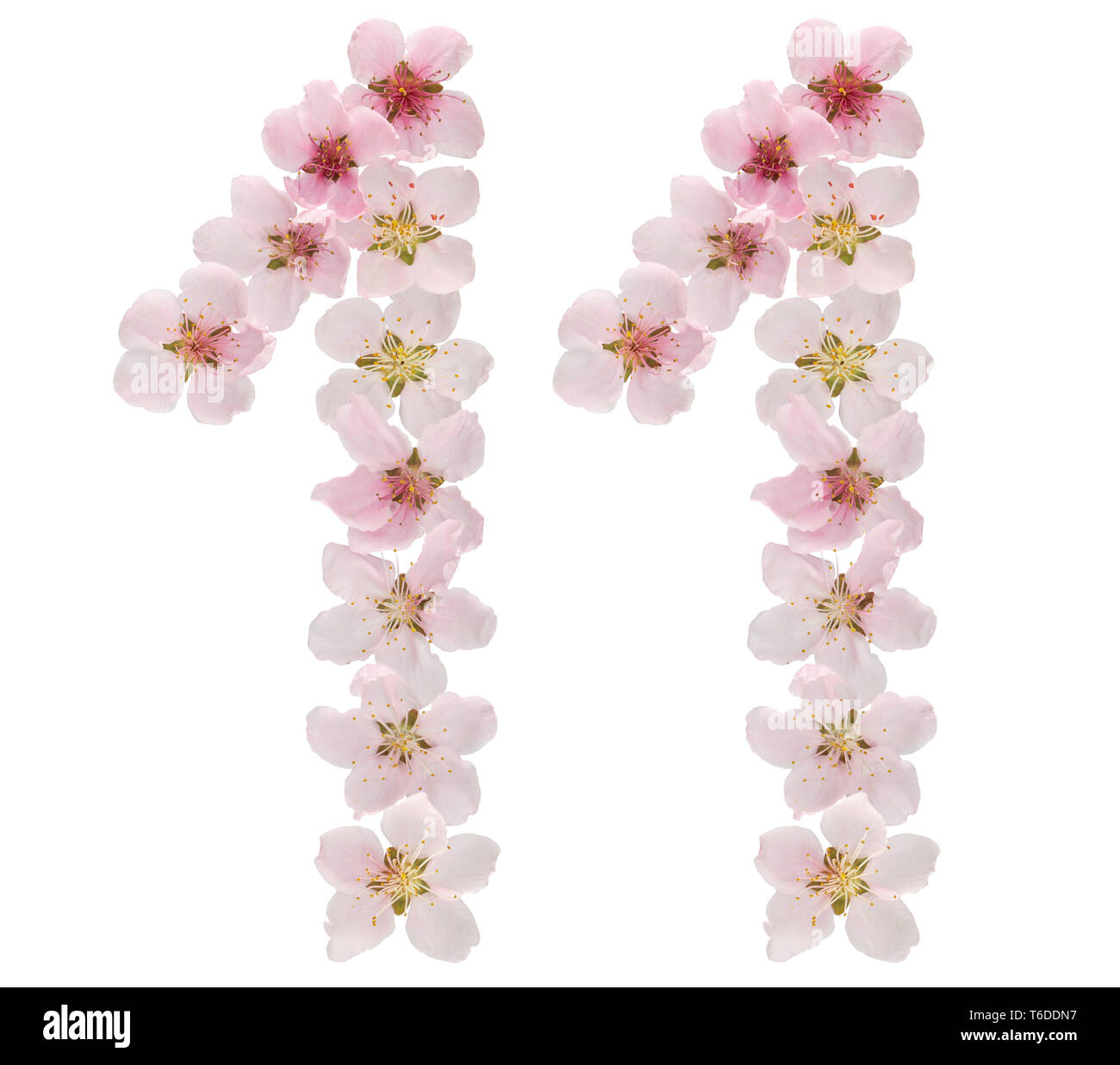 Il numero di riferimento 11, undici, dal naturale fiori rosa di pesco, isolati su sfondo bianco Foto Stock