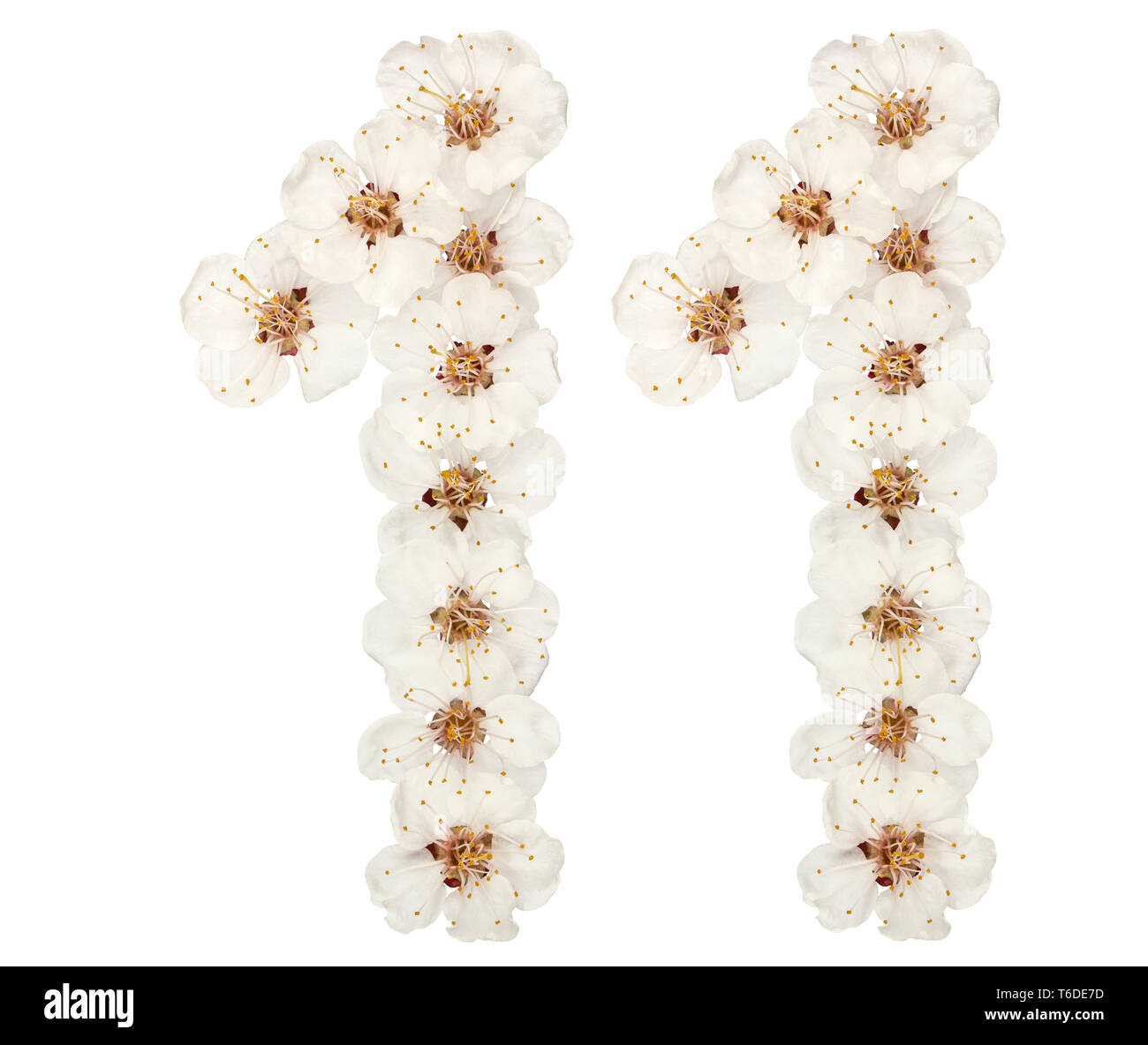 Il numero di riferimento 11, undici, dal bianco naturale fiori di albicocca, alberi isolati su sfondo bianco Foto Stock