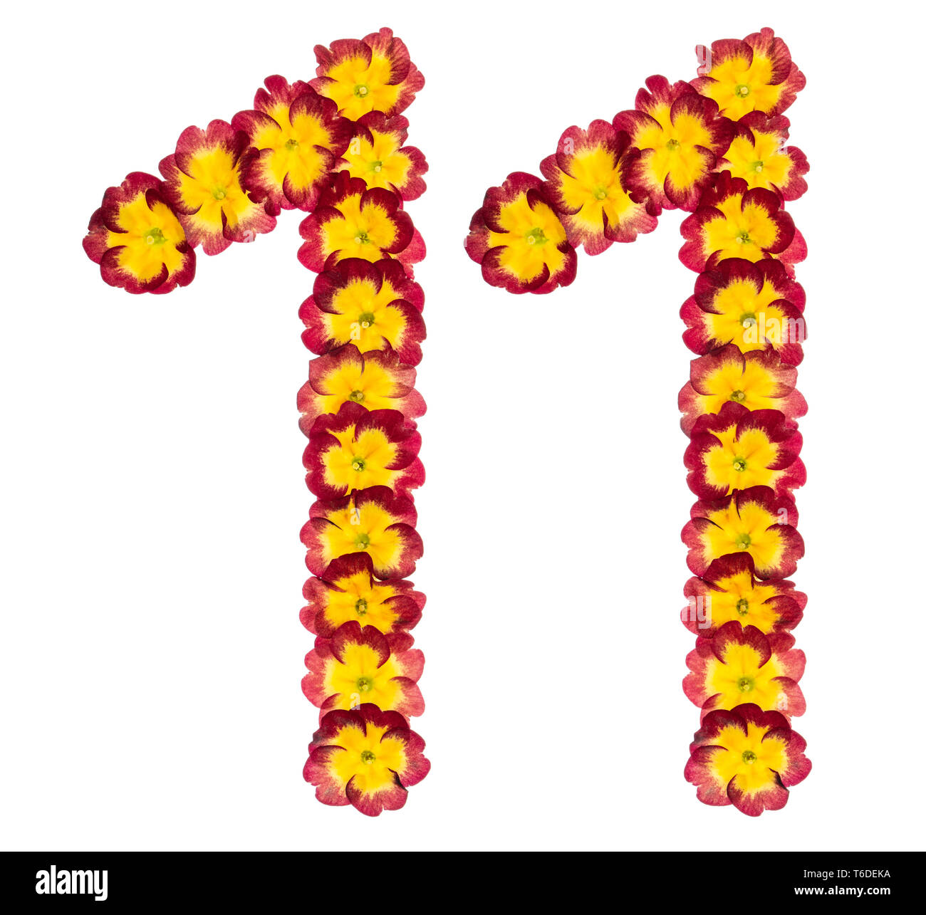 Il numero di riferimento 11, undici, da fiori naturali di primule, isolati su sfondo bianco Foto Stock