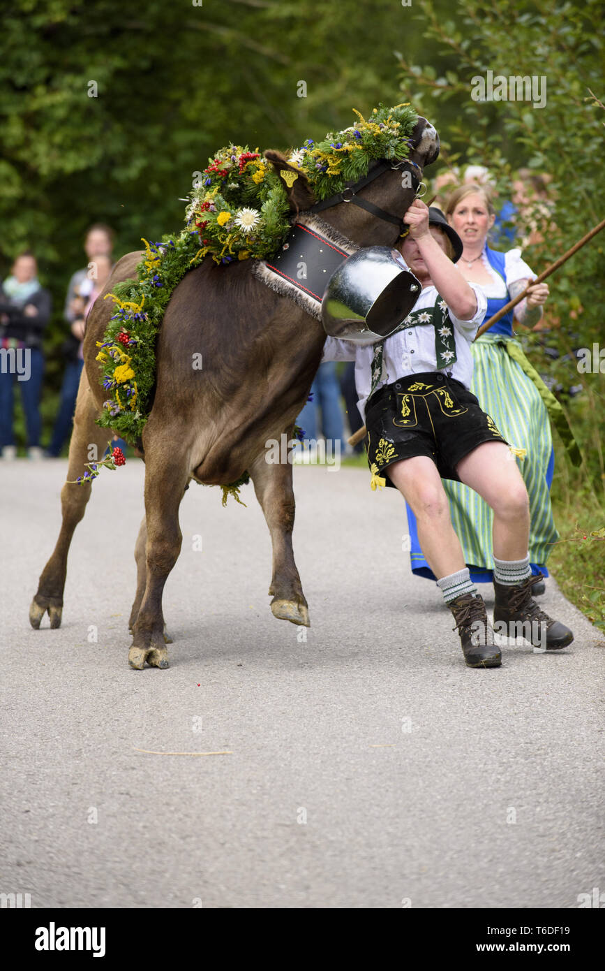 Tradizionale annuale e la guida verso il basso di una mandria di mucche con pastori in abito tradizionale di stabile, Baviera, Germania Foto Stock