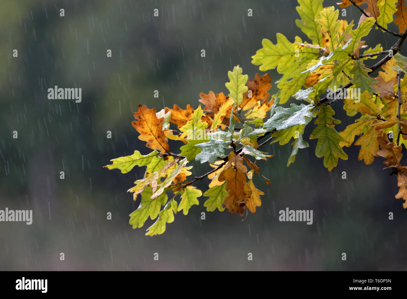 Foglie di quercia in autunno Foto Stock