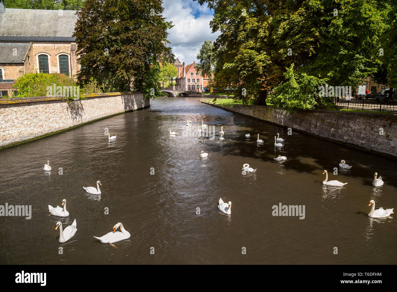 Cigni bianchi in un fiume Foto Stock