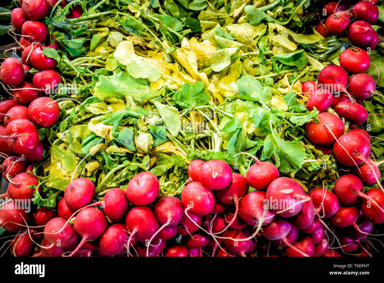 Appena raccolto, viola rafano colorato Foto Stock