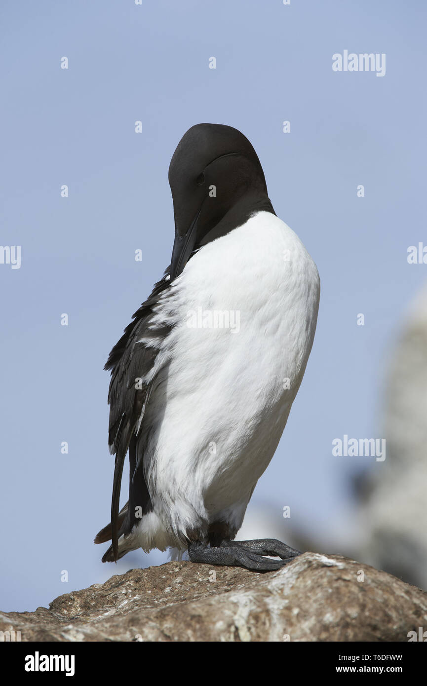 Comune di Guillemot o Murre, Uria aalge, Mare del Nord Europa Foto Stock