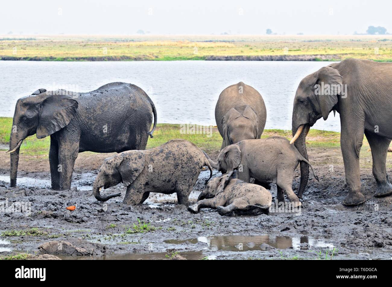 Gli elefanti al bagno di fango sul fiume Cuando Foto Stock