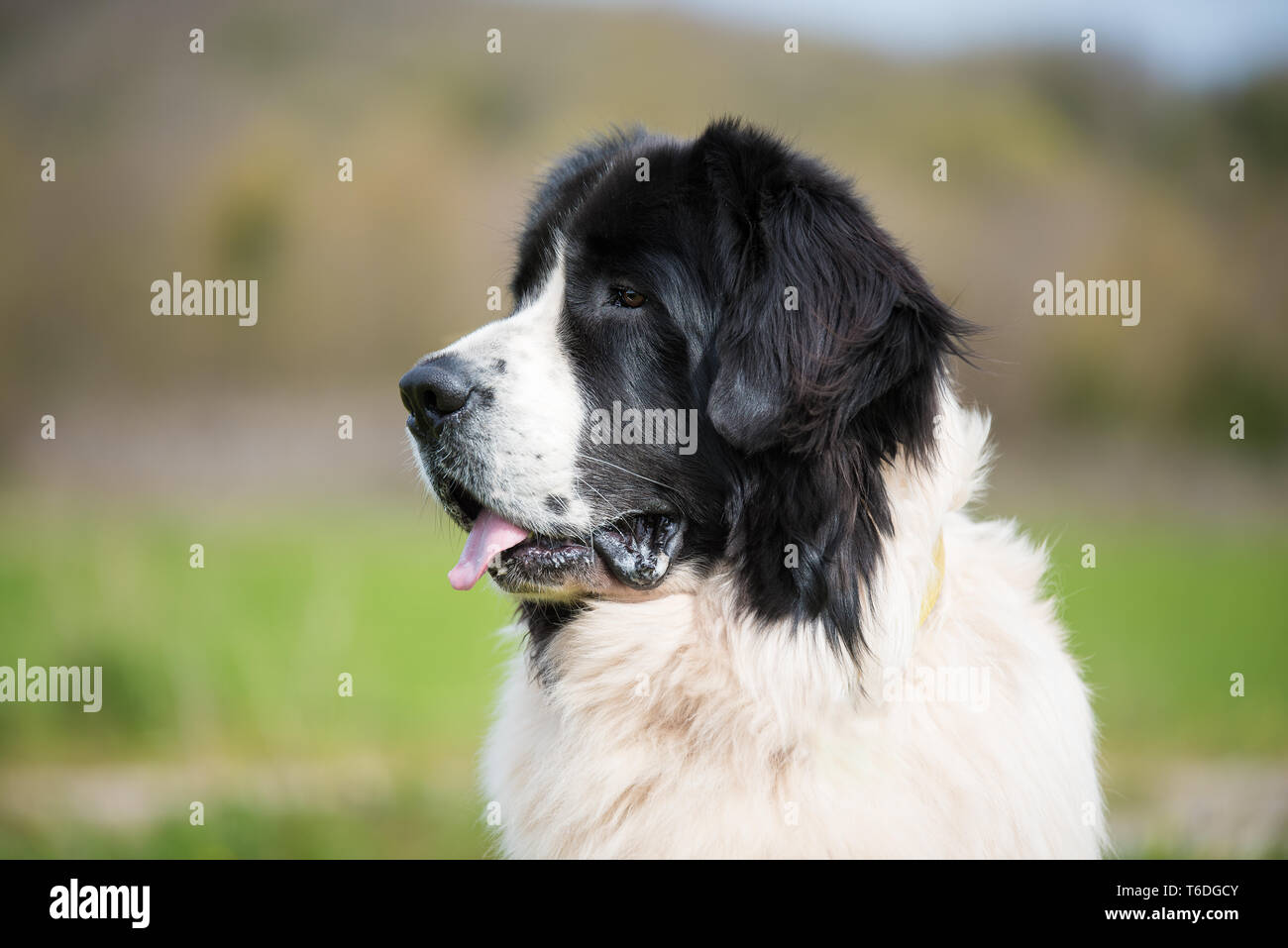 Landseer cane di razza pura Foto Stock