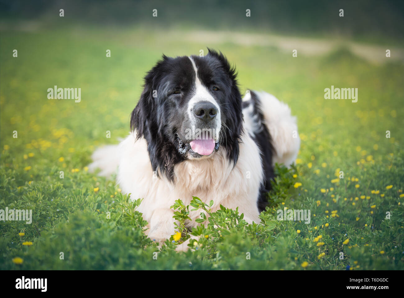 Landseer cane di razza pura Foto Stock