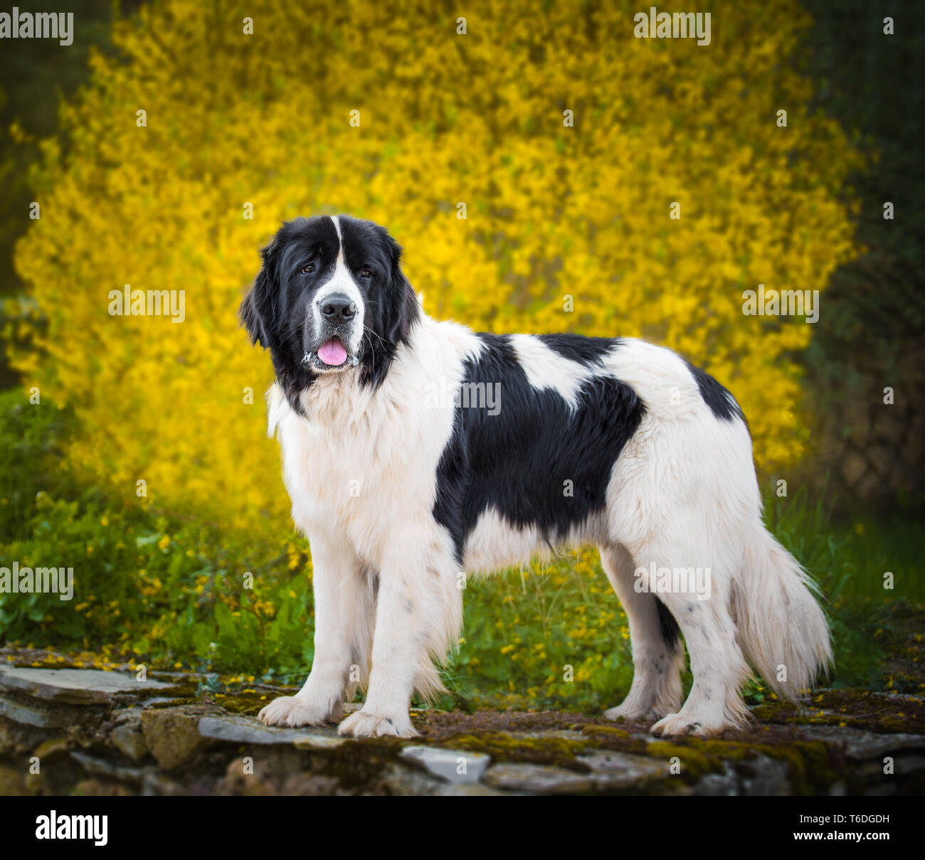 Landseer cane di razza pura Foto Stock