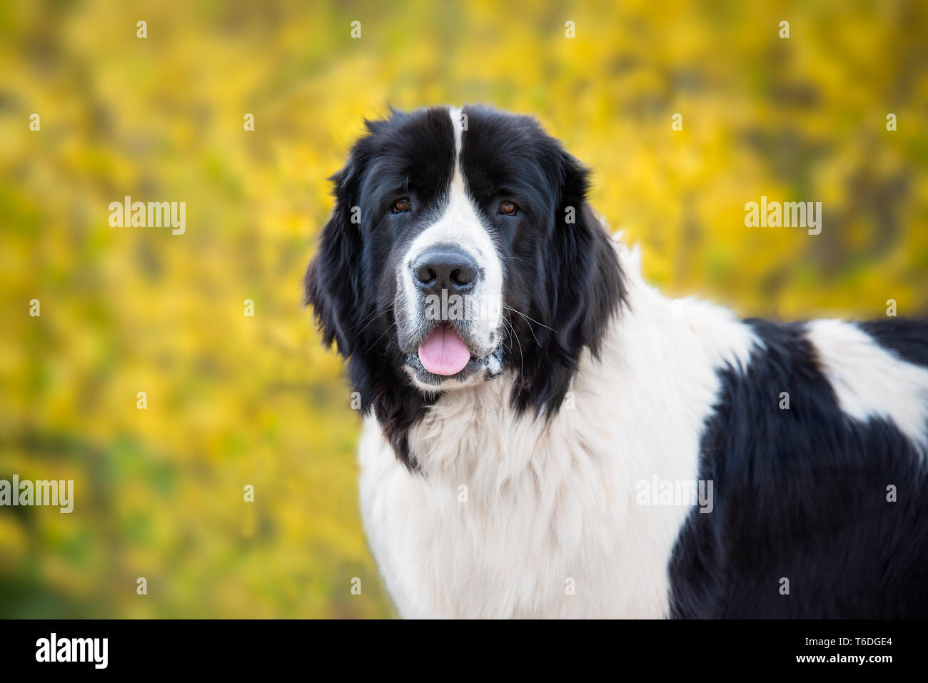 Landseer cane di razza pura Foto Stock