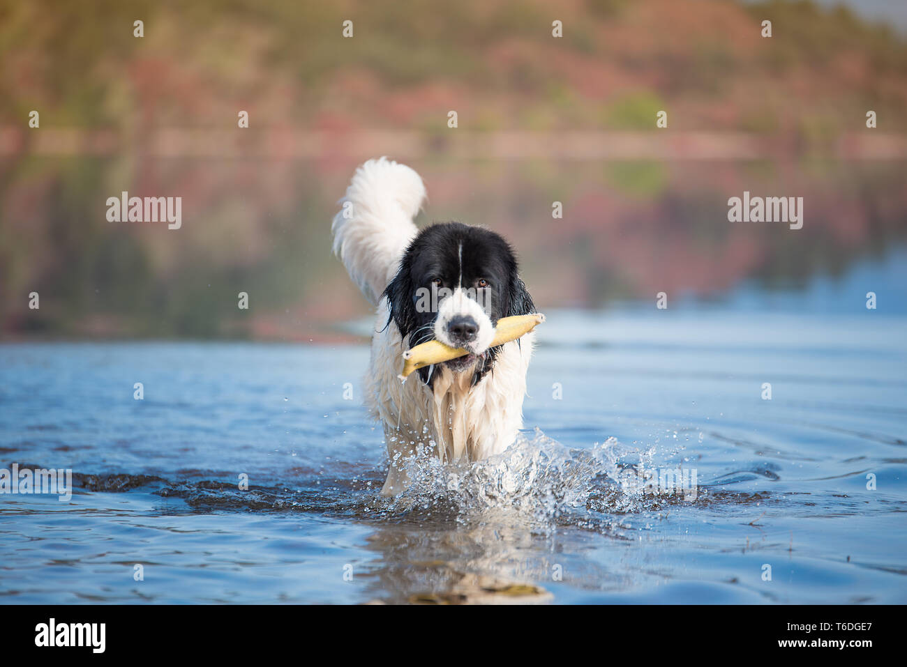 Landseer lavoro acqua cane di salvataggio Foto Stock