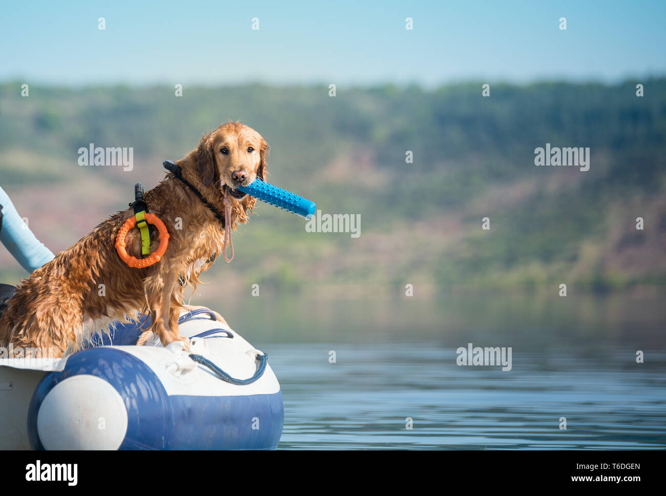 Labradador acqua recuperatore lavoro cane di salvataggio Foto Stock