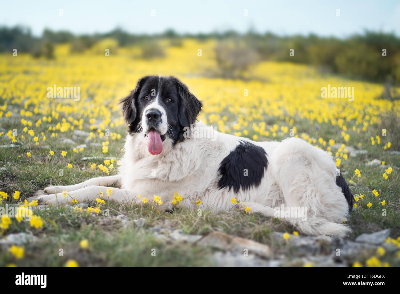 Landseer cane di razza pura Foto Stock
