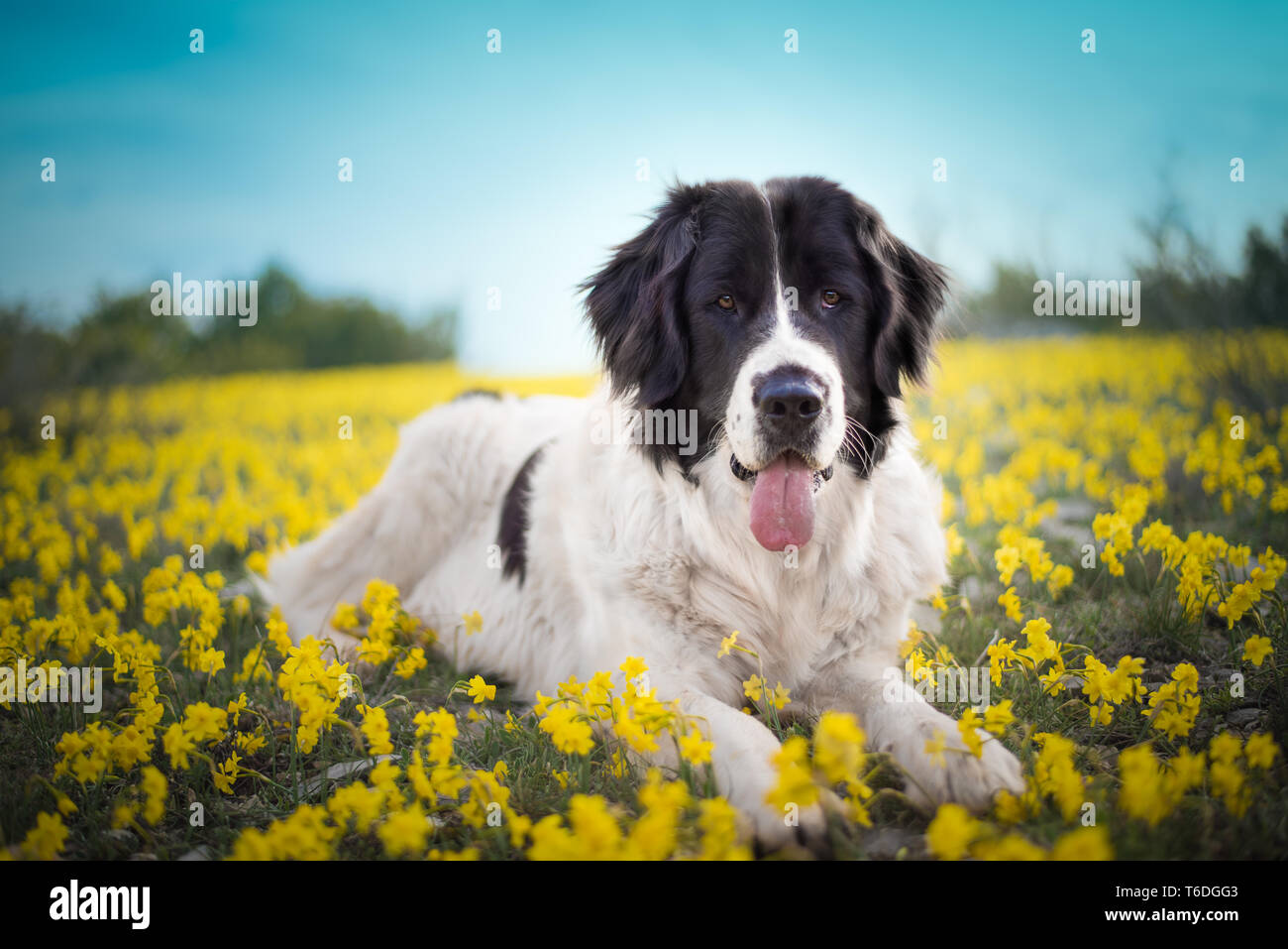 Landseer cane di razza pura Foto Stock