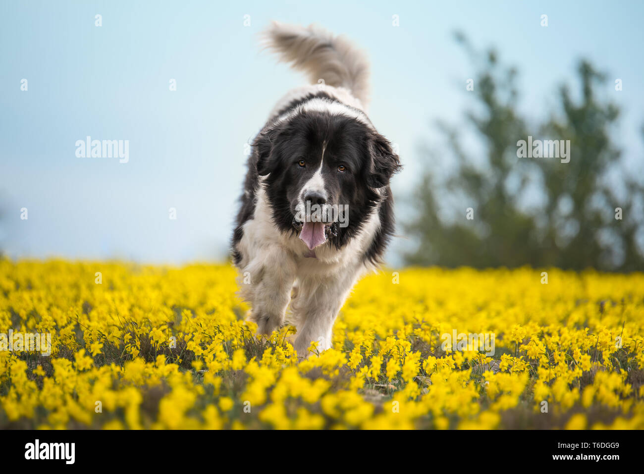 Landseer cane di razza pura Foto Stock