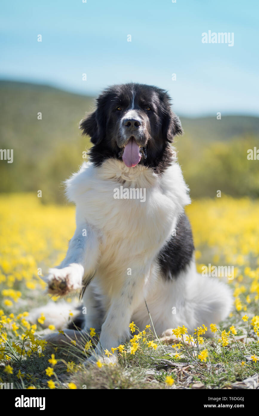 Landseer cane di razza pura Foto Stock