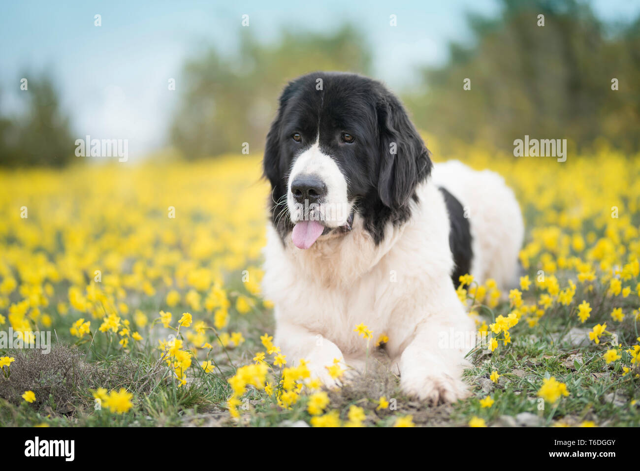 Landseer cane di razza pura Foto Stock