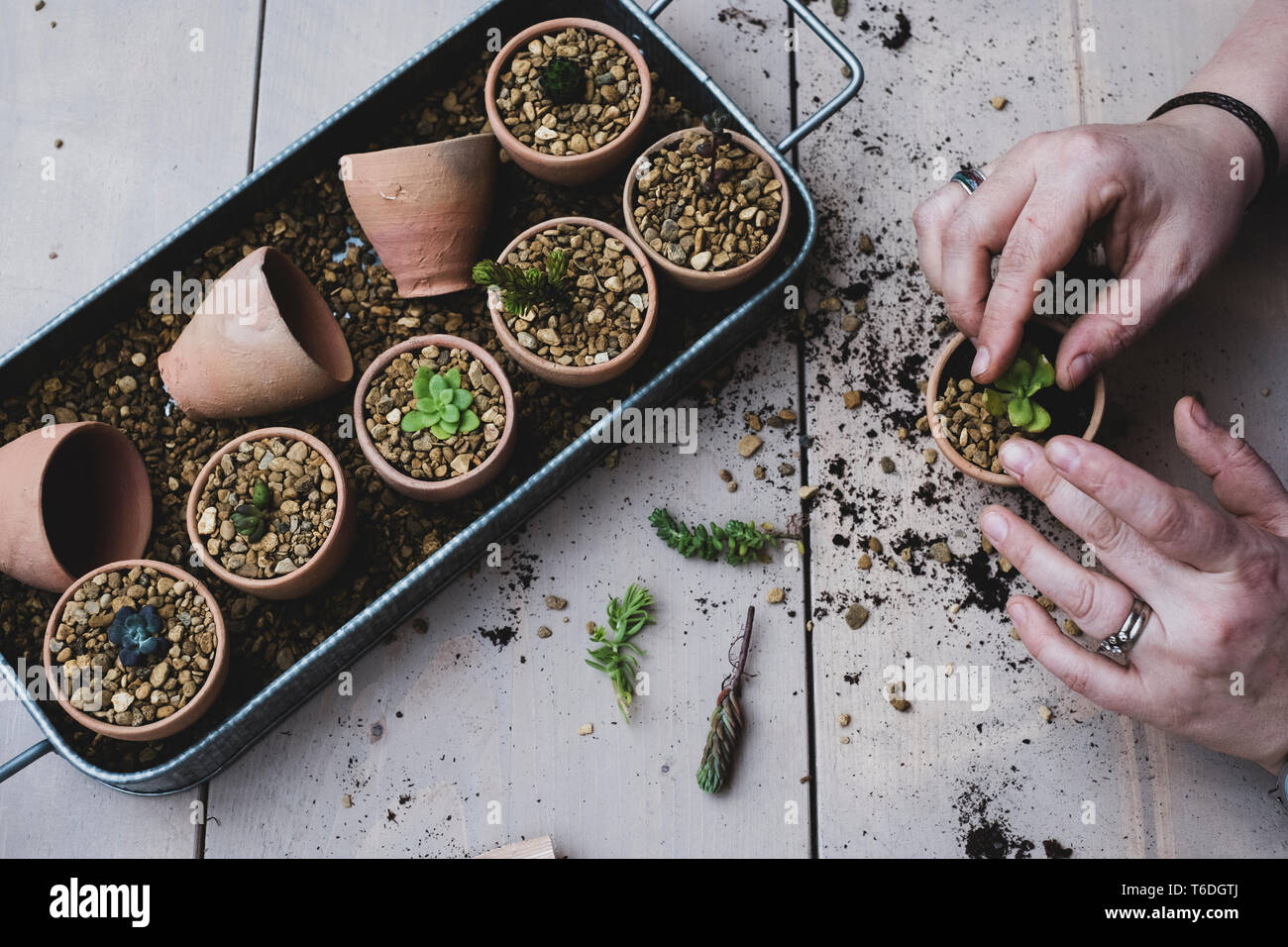 Angolo alto vicino la persona piantare piante succulente in ghiaia in vasi di terracotta. Foto Stock