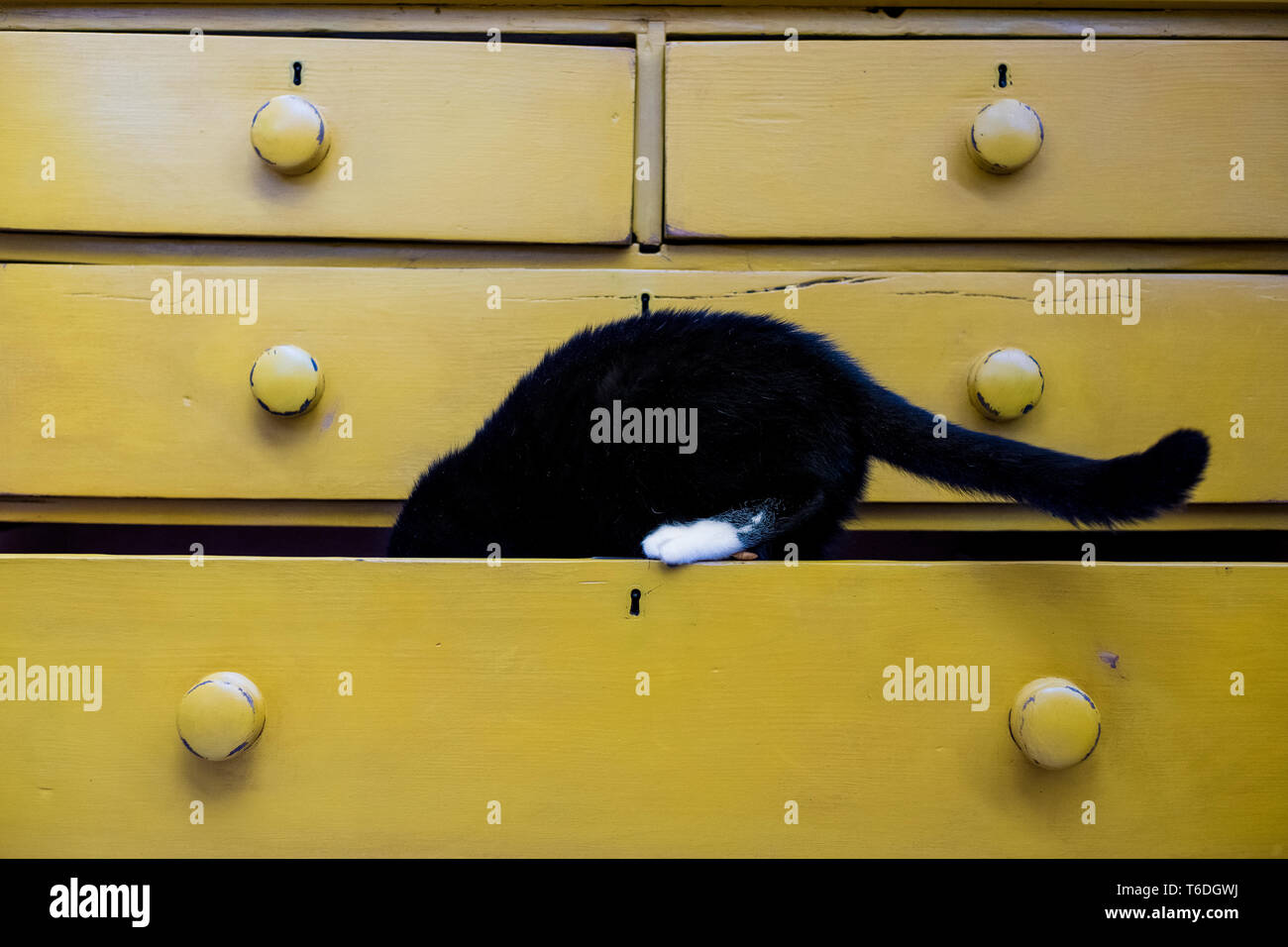 Chiusura del gatto nero con zampa bianco nel cassetto di un giallo di una cassettiera. Foto Stock